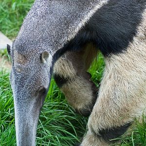 Giant Anteater