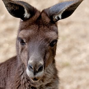 Grey Kangaroo