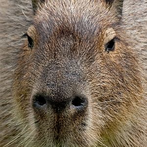 Capybara