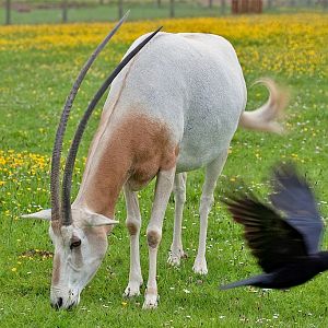 Scimitar Horned Oryx