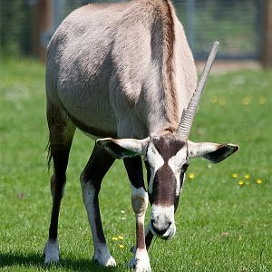 Gemsbok