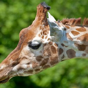 Rothschild Giraffe