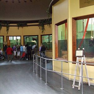 Gorilla indoor exhibits