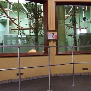 White-crowned Mangabey indoor exhibit