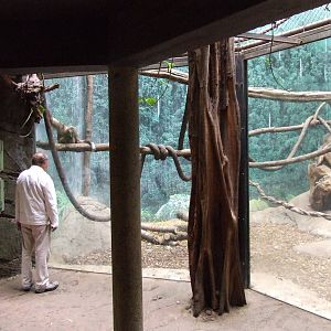 Lar Gibbon & Malayan Civet mixed exhibit