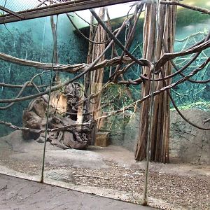 Lar Gibbon & Malayan Civet mixed exhibit