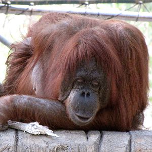Orangutan
