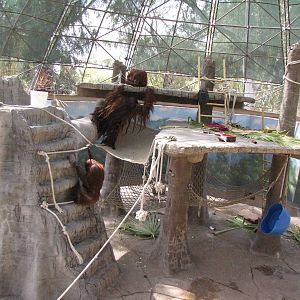 Orangutan Exhibit