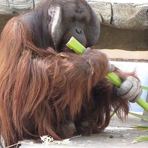 Orangutan