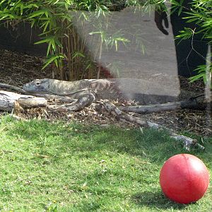 Komodo Dragon - Land of the Dragons