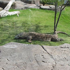 Komodo Dragon - Land of the Dragons