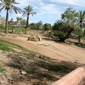Grevy's Zebra/Marabou Stork Habitat