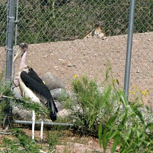 Marabou Stork
