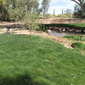 Chilean Flamingo Exhibit