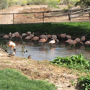 Chilean Flamingos