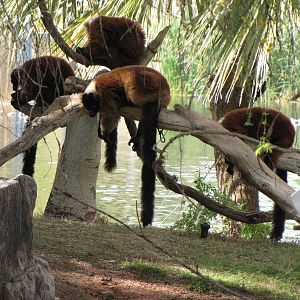 Red Ruffed Lemurs
