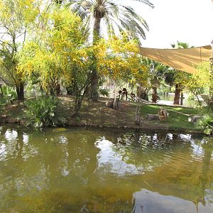Red Ruffed Lemur Island