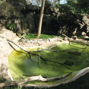 Spotted-Necked Otter Exhibit