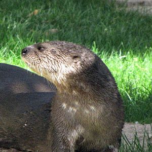 Spotted-Necked Otter