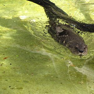 Spotted-Necked Otter