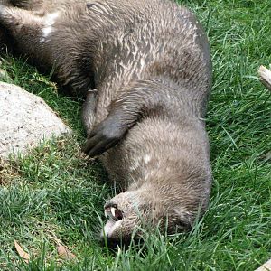 Spotted-Necked Otter