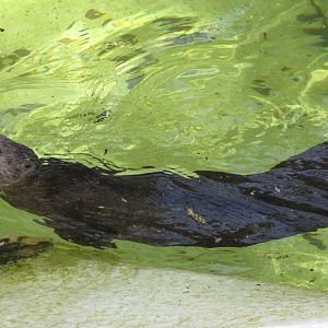 Spotted-Necked Otter