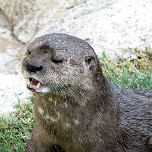 Spotted-Necked Otter