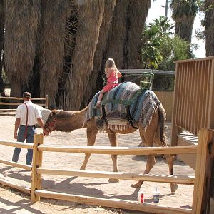 Camel Rides