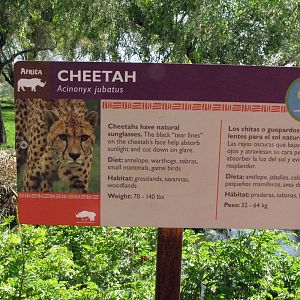 Cheetah Habitat Signage