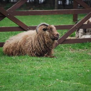 ICELANDIC SHEEP