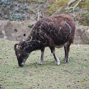 SOAY SHEEP