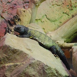 SUDANESE SPINEY TAILED LIZARD