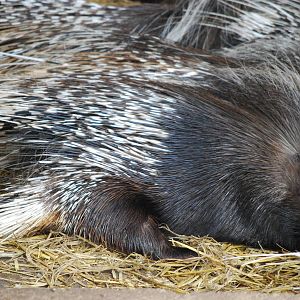 PORCUPINE