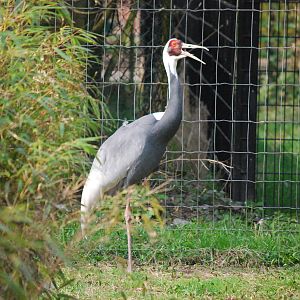 WHITE NAPPED CRANE
