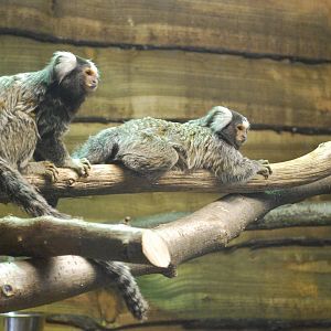 WHITE EARED MARMOSET