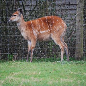 SITATUNGA