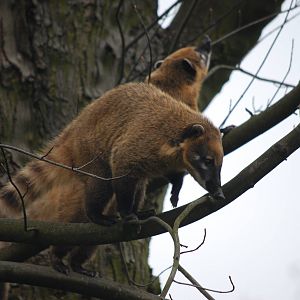 COATI