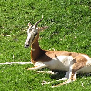 Mhorrs Gazelle