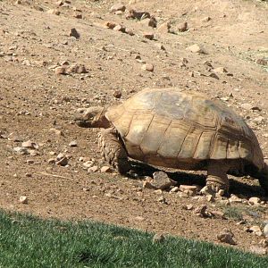 Sulcata Tortoise