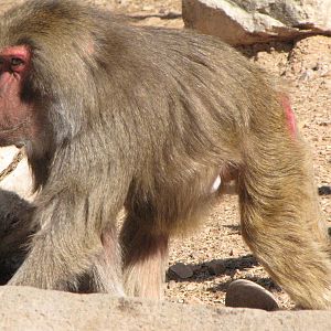 Hamadryas Baboon