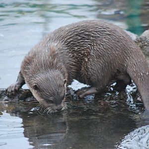 ASIAN SHORT CLAWED OTTER