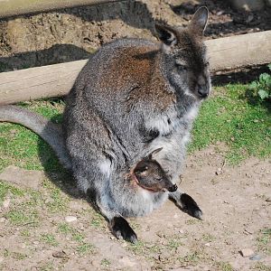 RED NECKED OR BENNETTS WALLABY WITH YOUNG