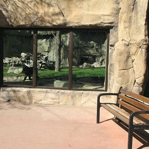 Mandrill Viewing Window