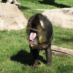 Mandrill