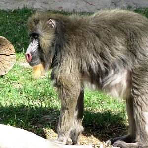 Mandrill