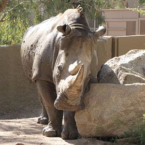 White Rhinoceros