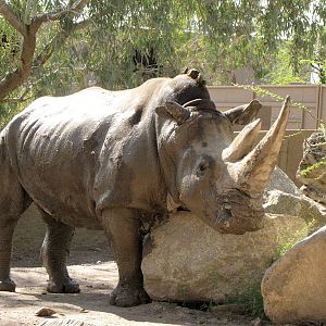 White Rhinoceros