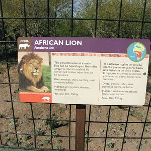 African Lion Signage