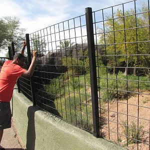 My Sons Viewing Lion Exhibit