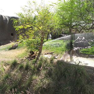 Sumatran Tiger Exhibit